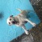 Esta es Vinca haciendo lo que mas le gusta, bañarse :)